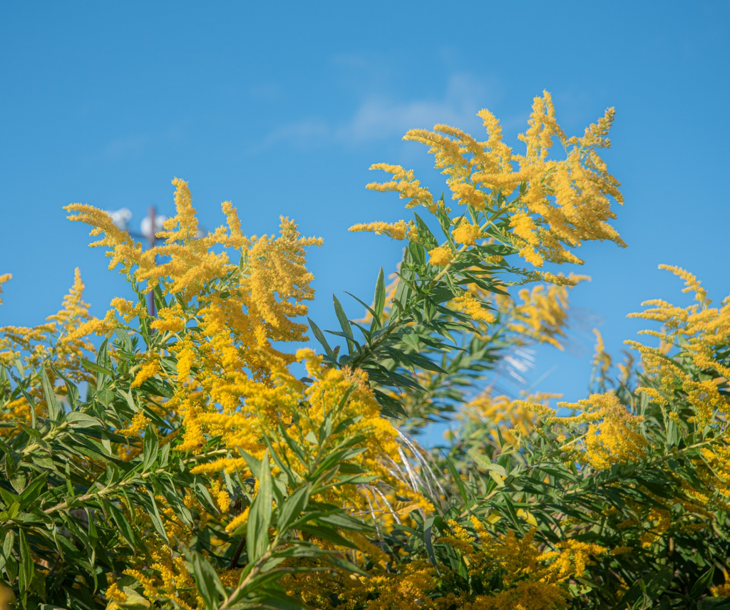 秋花粉対策！エアコンを賢く使って快適な室内環境を実現