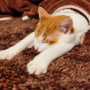 ホットカーペットとエアコンの併用で快適暖房！電気代節約術も紹介