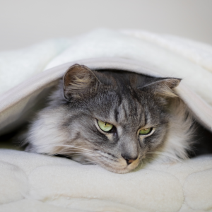 冬のエアコン暖房を素早く！暖房効率を最大化する方法